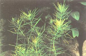 Hydrotriche hottoniiflora